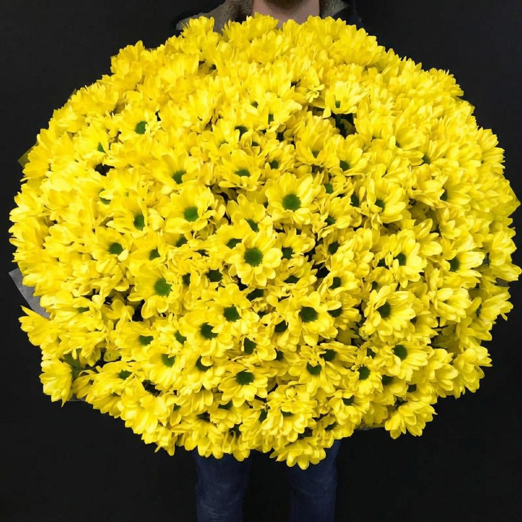 101 жёлтая хризантема