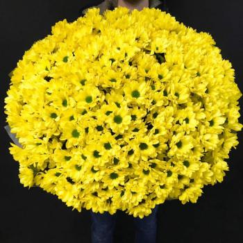 101 жёлтая хризантема