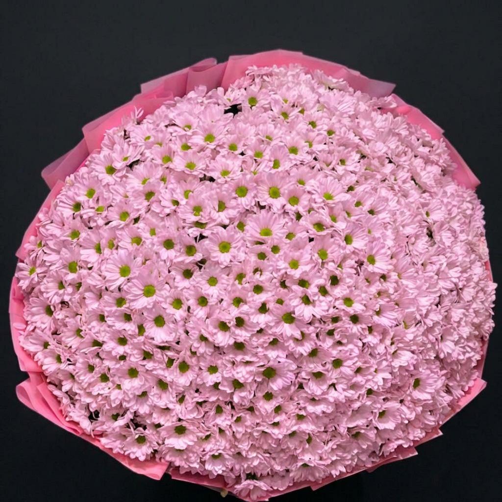 101 кустовая розовая хризантема