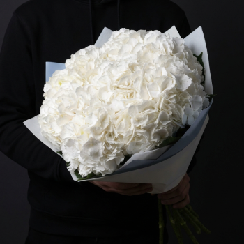 5 белых гортензий