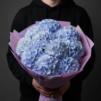11 голубых гортензий